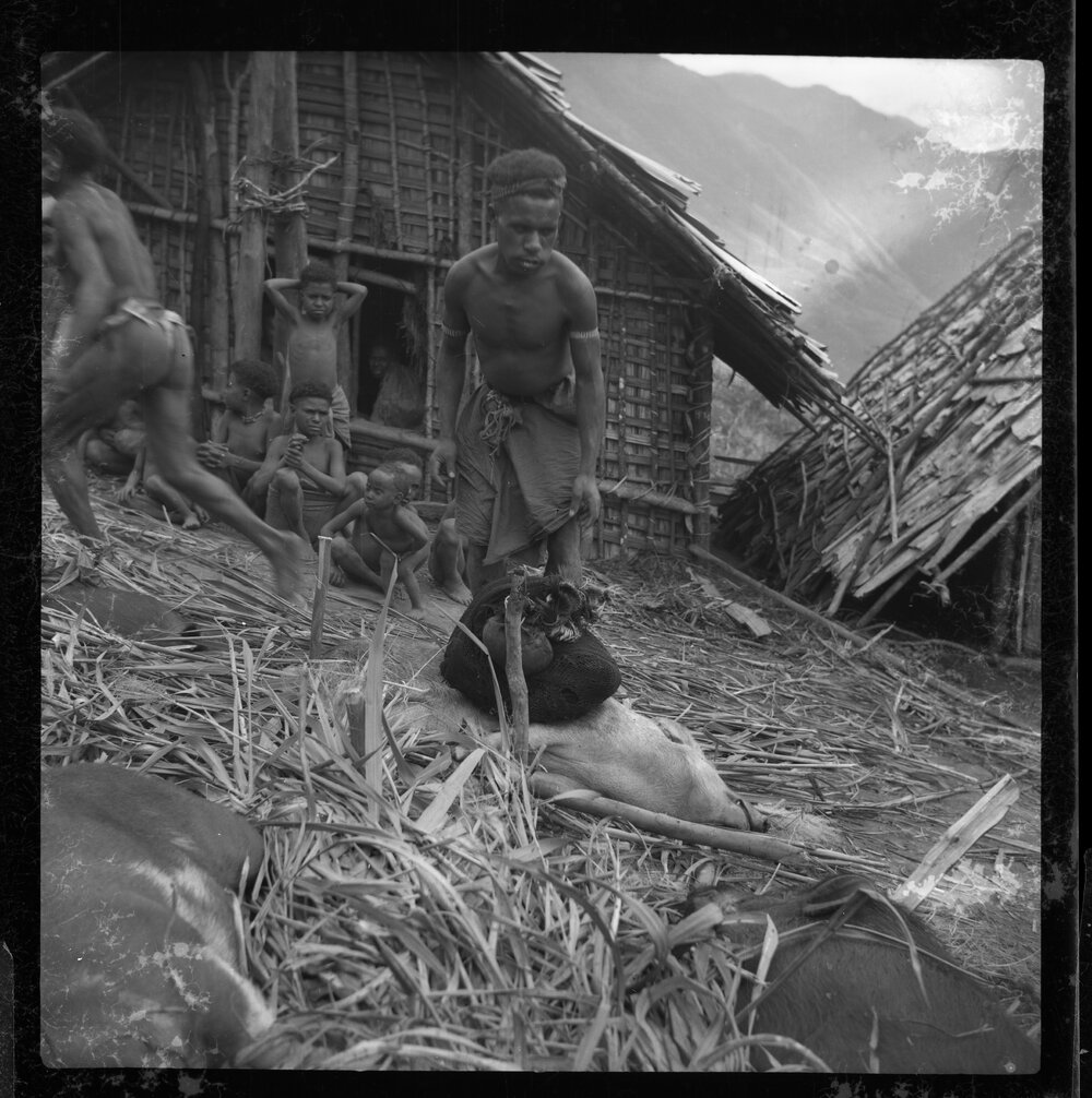 Preparing Pigs for a Ceremony