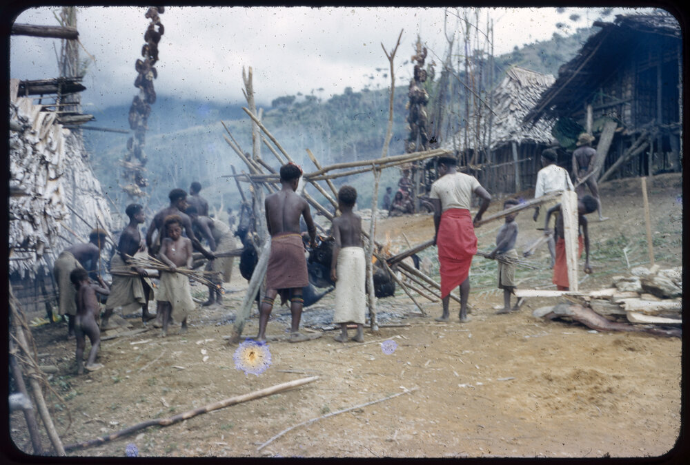 Group Preparing Pigs for a Ceremony