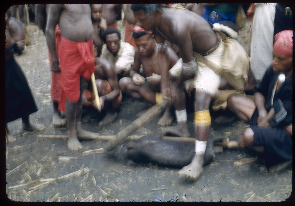 Man Preparing Pigs for a Ceremony