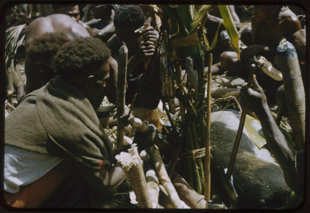 Men Preparing Pigs for a Ceremony