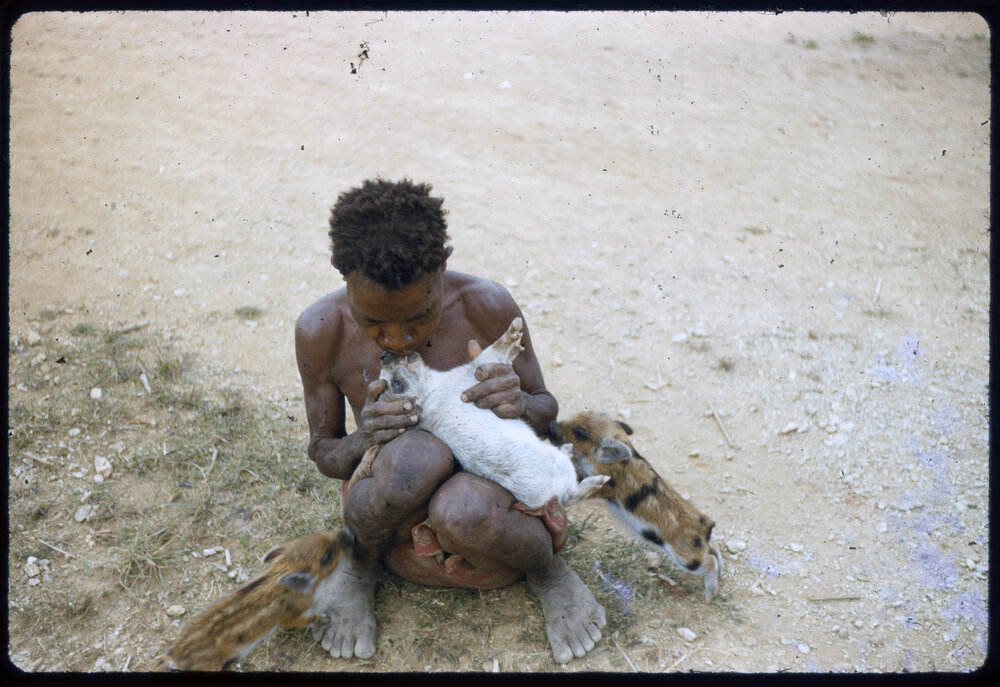 Person Sitting with Piglets