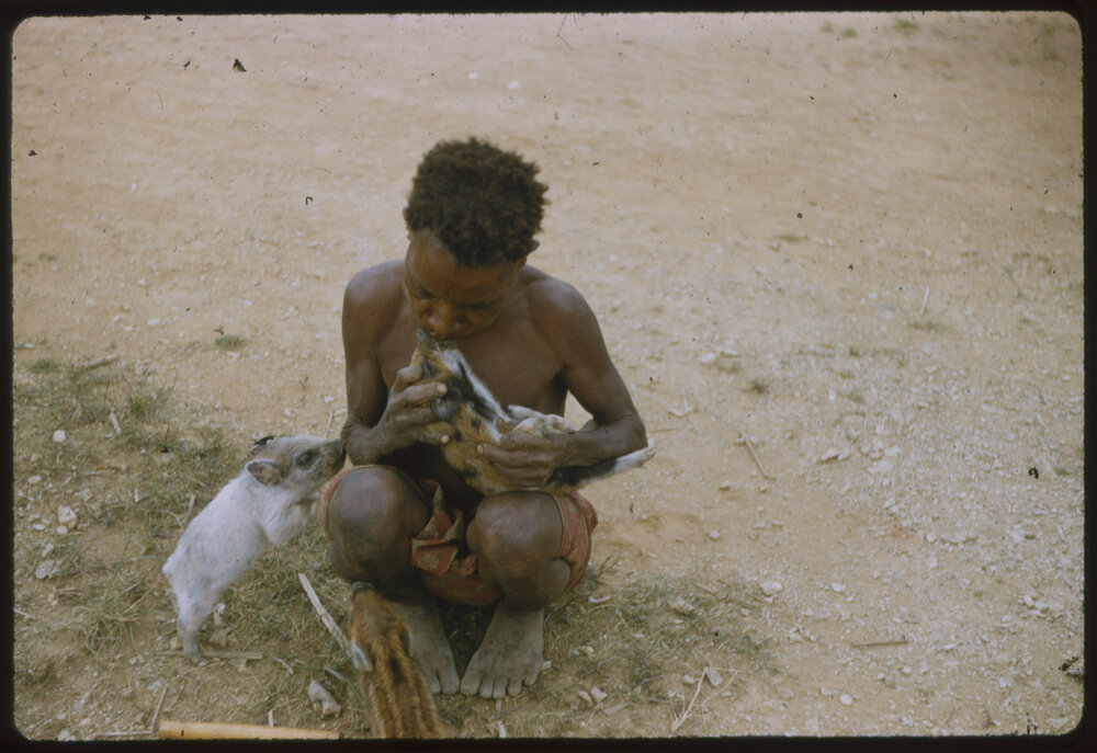 Person Sitting with Piglets