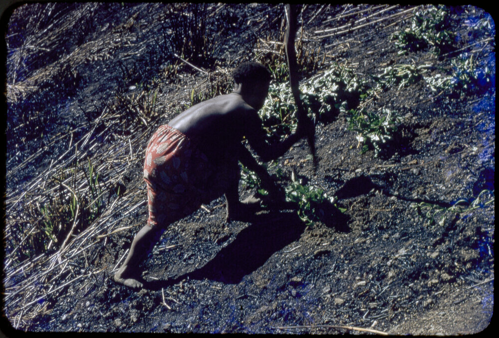 Woman Digging with a Stick