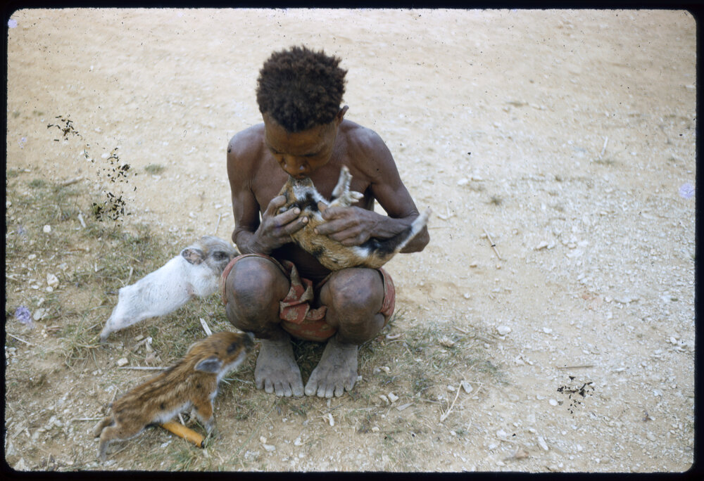 Person Sitting with Piglets