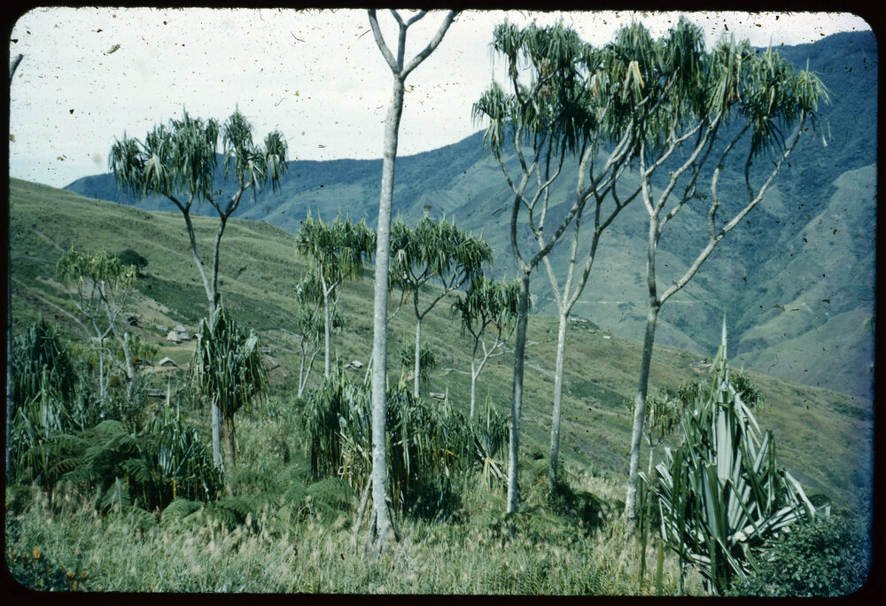 Pandanus Trees, Papua New Guinea