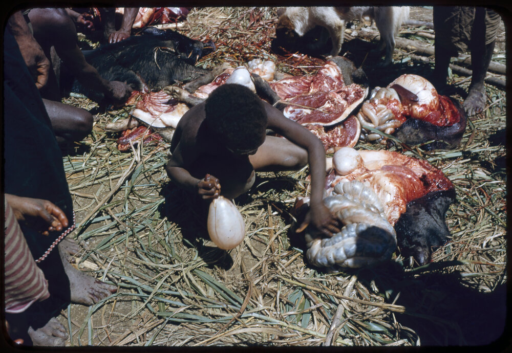 Child Playing with Butchered Pig