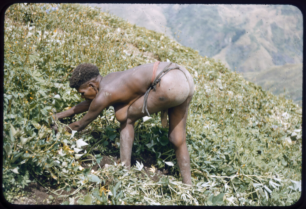 Woman with Net Bag Digging in Plants