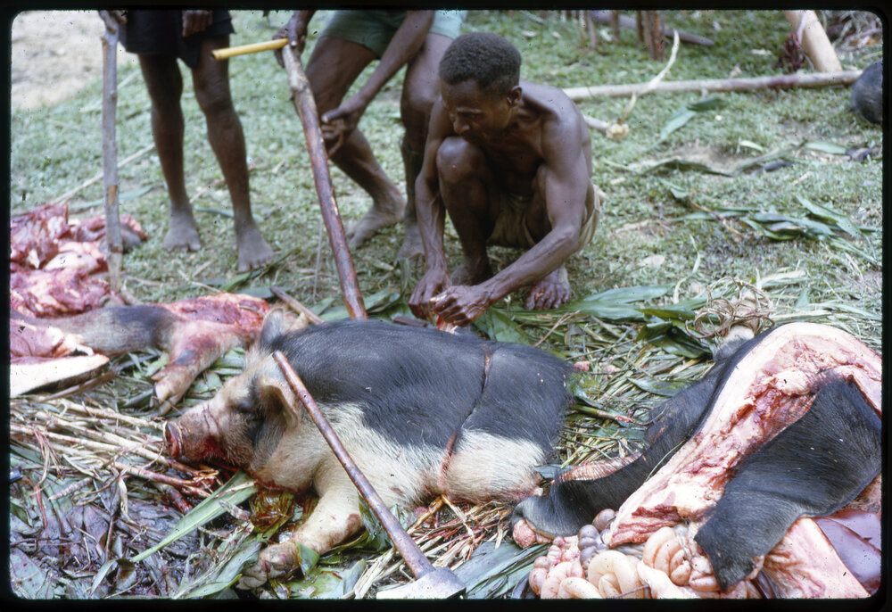 Group Preparing Pigs for a Ceremony