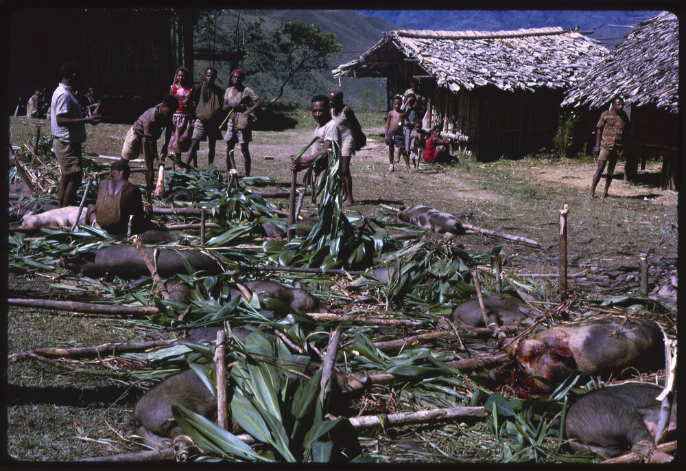 Men Preparing Pigs for a Ceremony