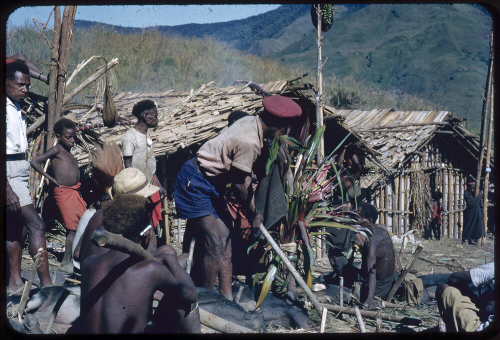 Men Preparing Pigs for a Ceremony
