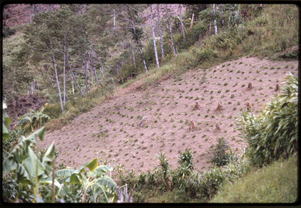 Plants along Mountainside