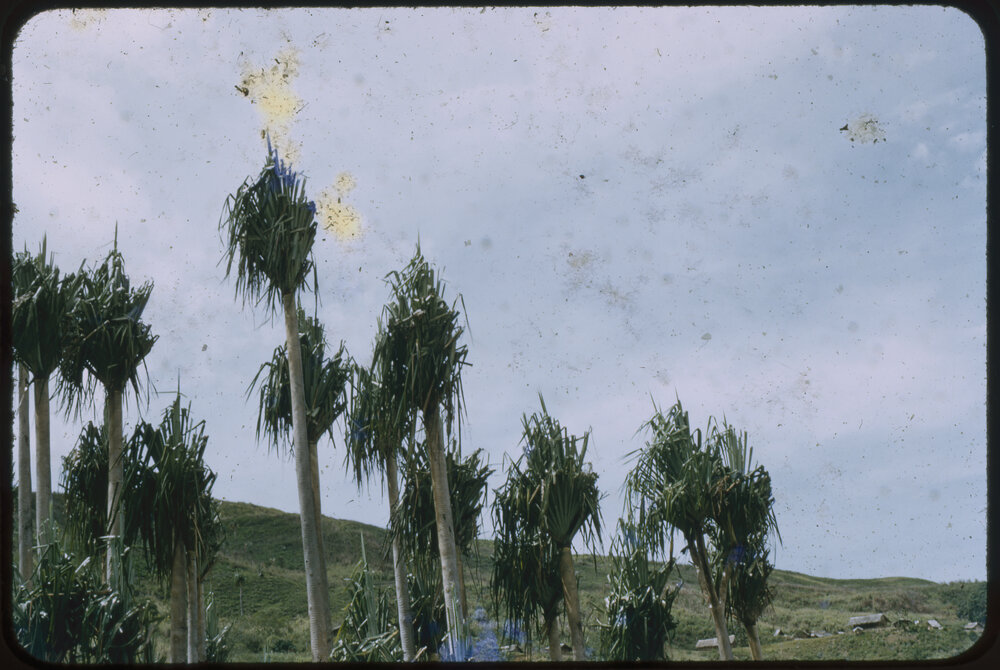 Tree, Possibly Areca Palm