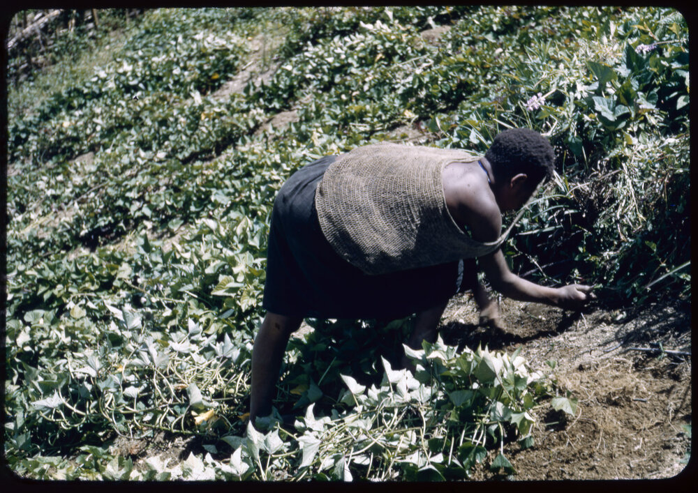 Woman with Net Bag Digging in Plants