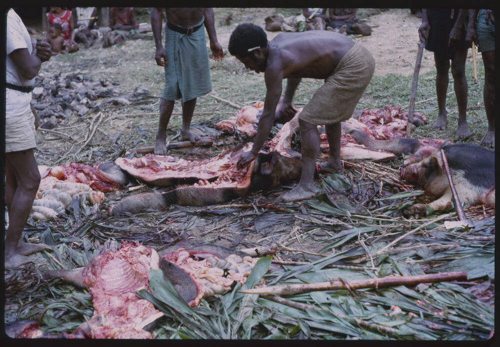 Group Preparing Pigs for a Ceremony