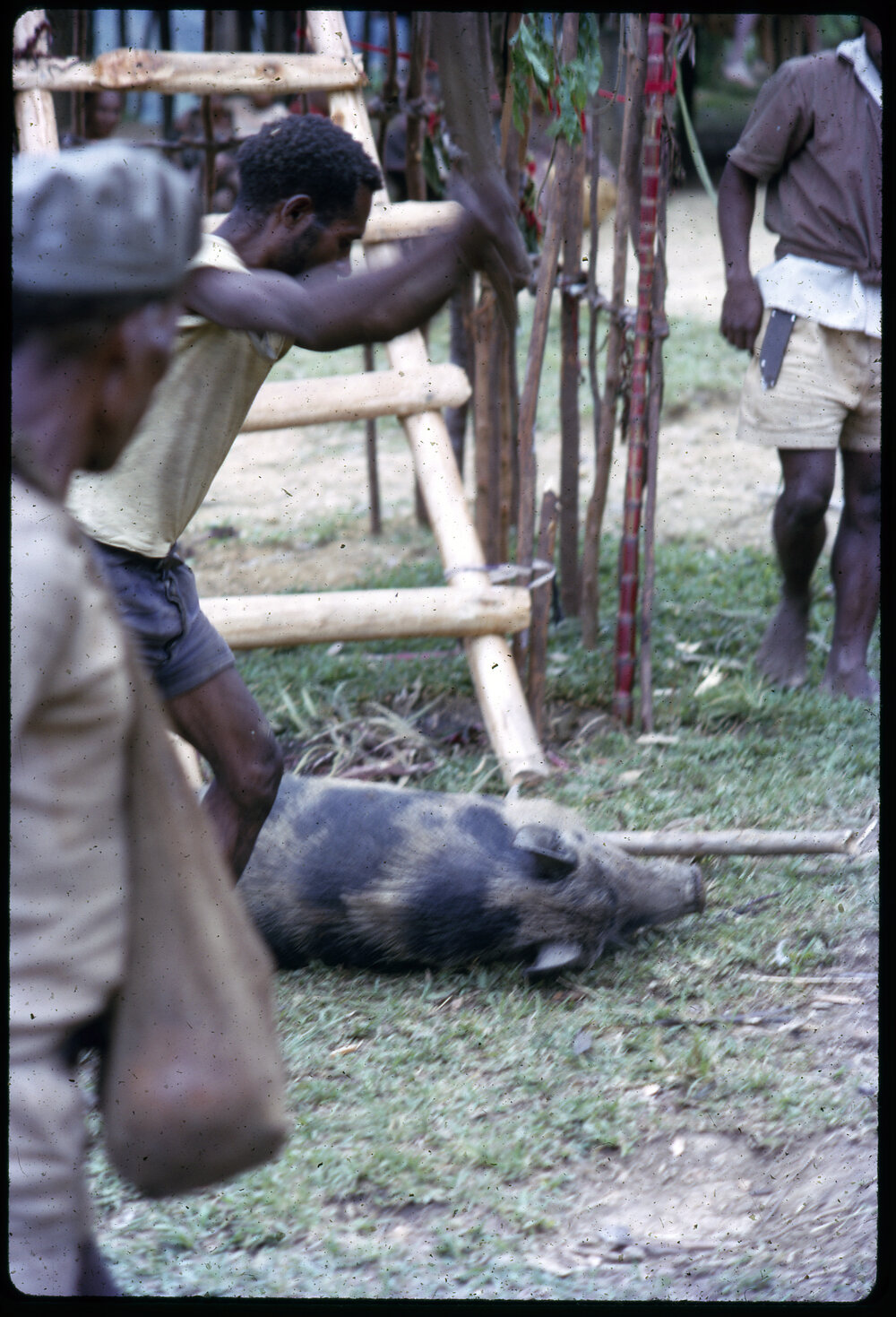 Group Preparing Pigs for a Ceremony