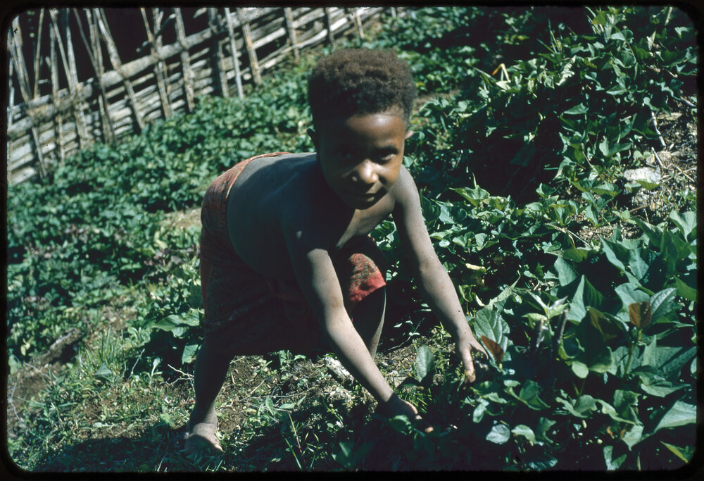 Child Collecting Plants