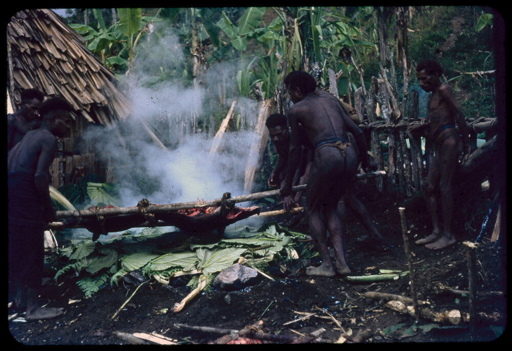 Group Cooking Pigs over a Fire