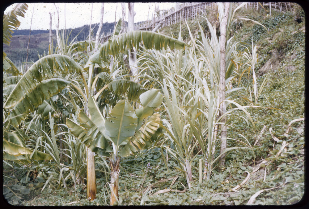 Plants, Papua New Guinea