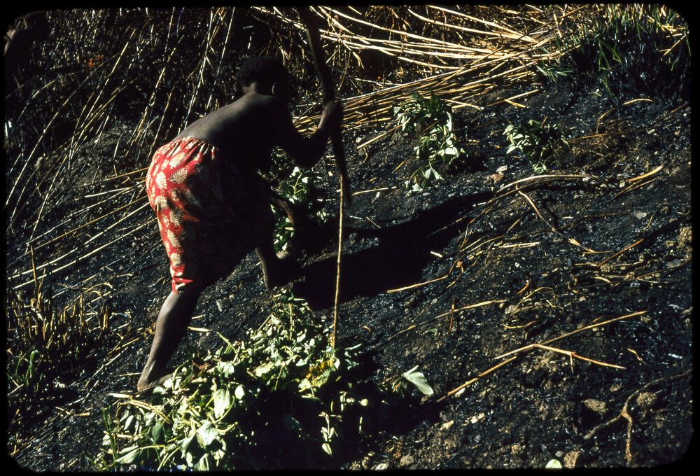 Woman Digging with a Stick