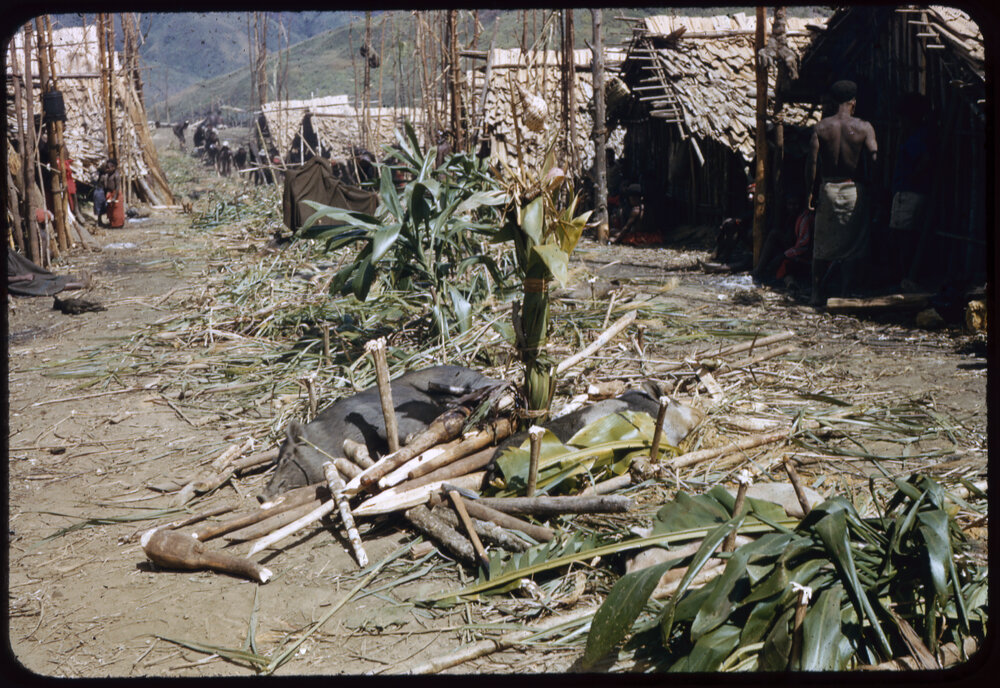 Pig Lying in Centre of a Village