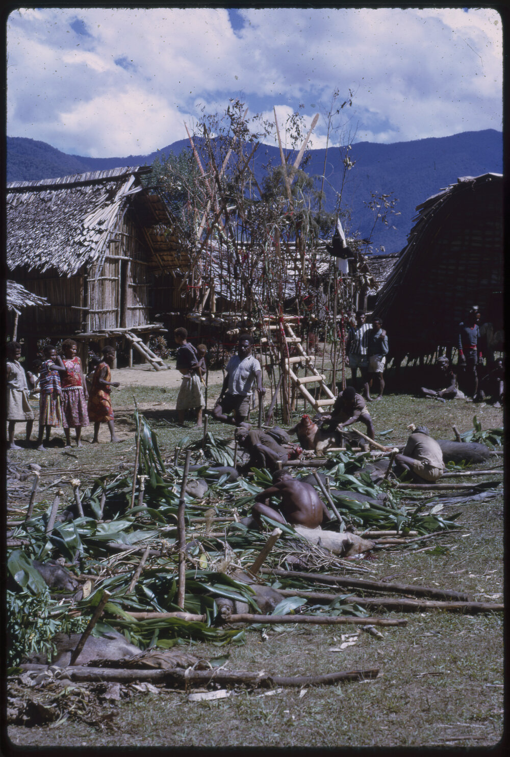 Group Preparing Pigs for a Ceremony