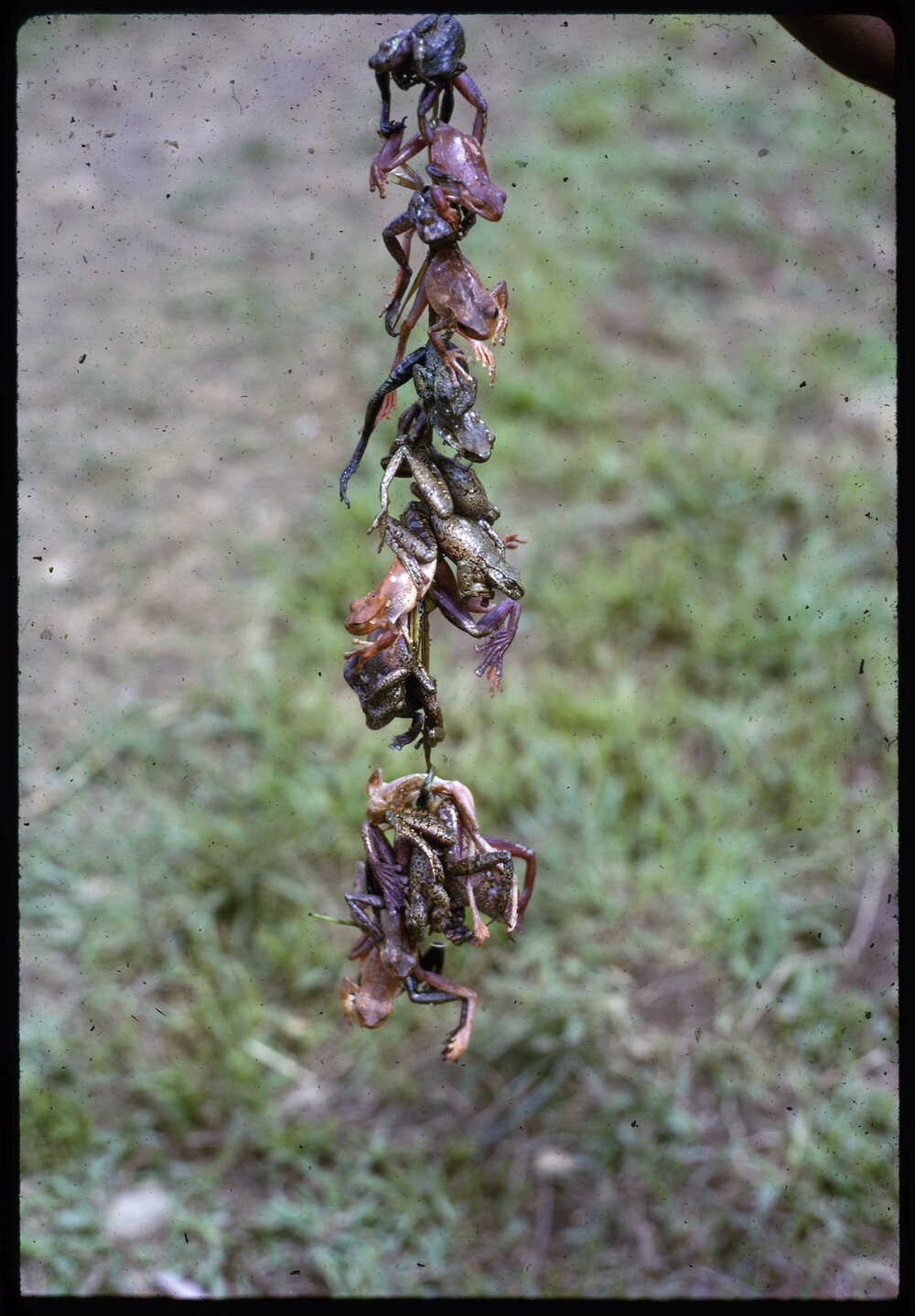 Frogs