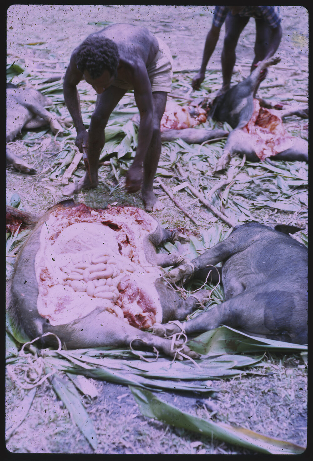 Men Preparing Pigs for a Ceremony
