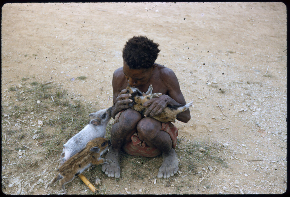 Person Sitting with Piglets