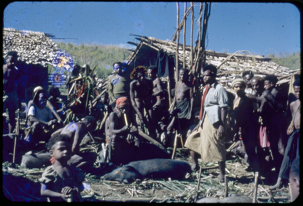 Group Preparing Pigs for a Ceremony