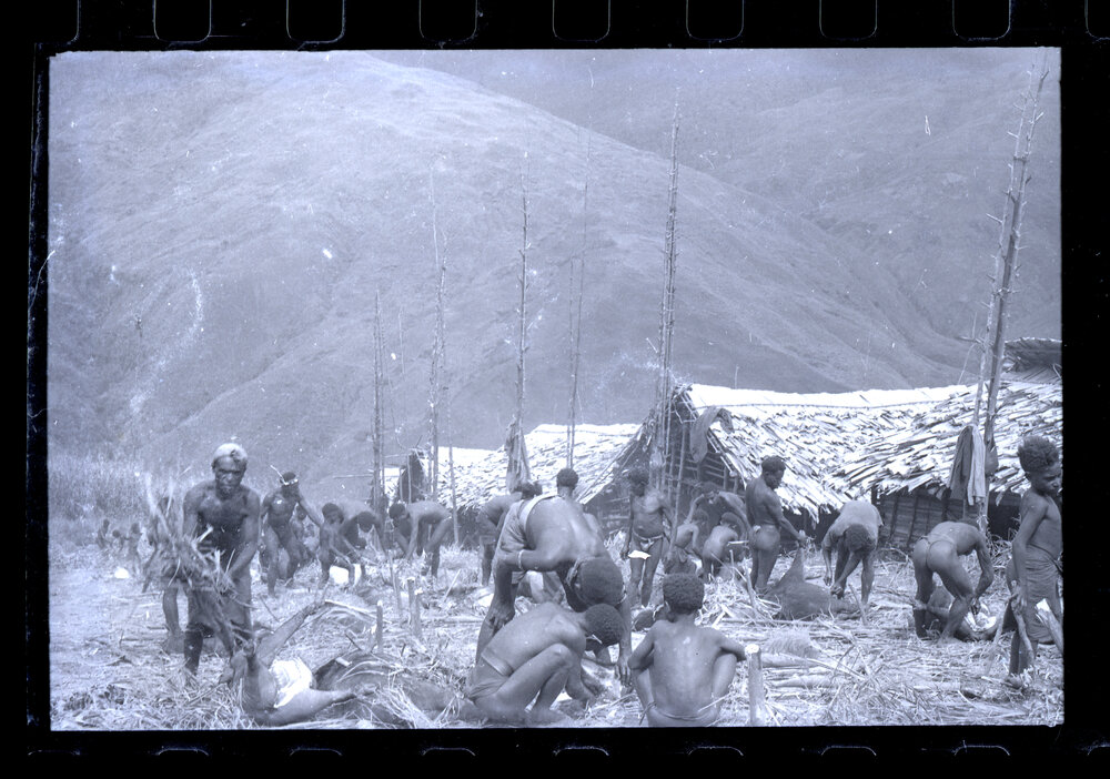 Group Preparing Pigs for a Ceremony