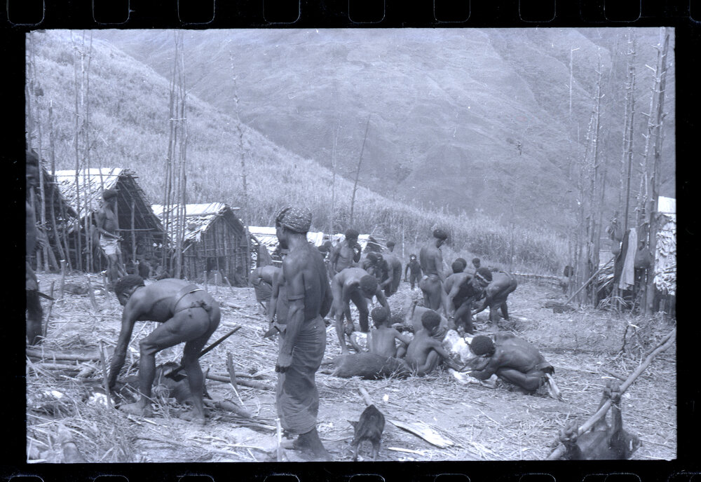 Group Preparing Pigs for a Ceremony