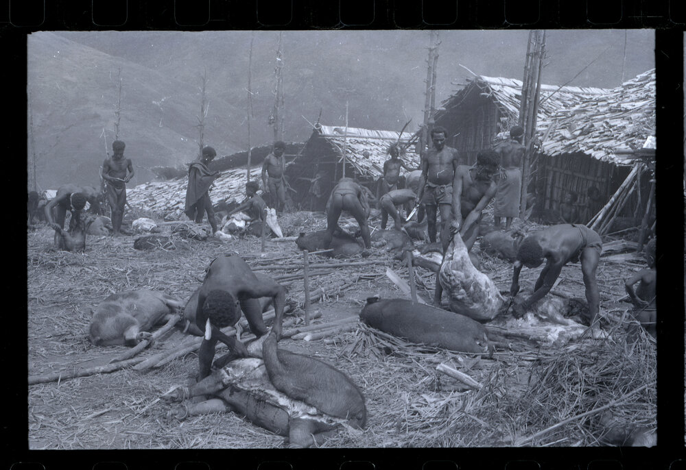 Group Preparing Pigs for a Ceremony