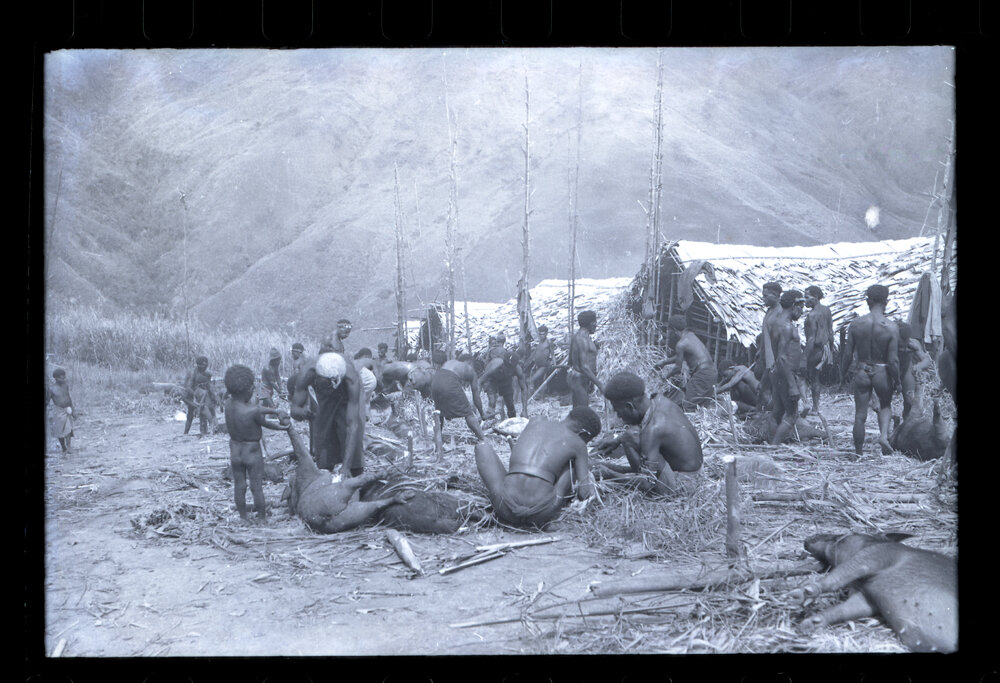 Group Preparing Pigs for a Ceremony