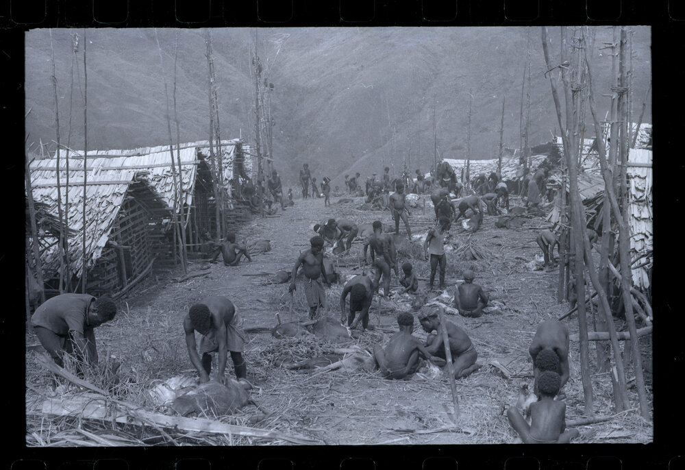 Group Preparing Pigs for a Ceremony