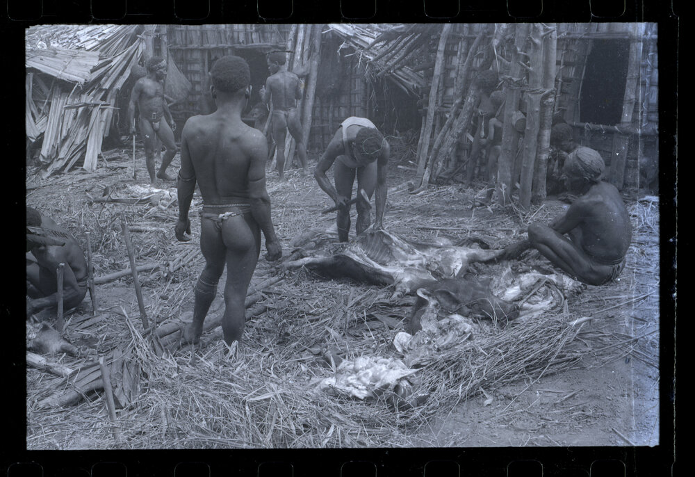 Group Preparing Pigs for a Ceremony