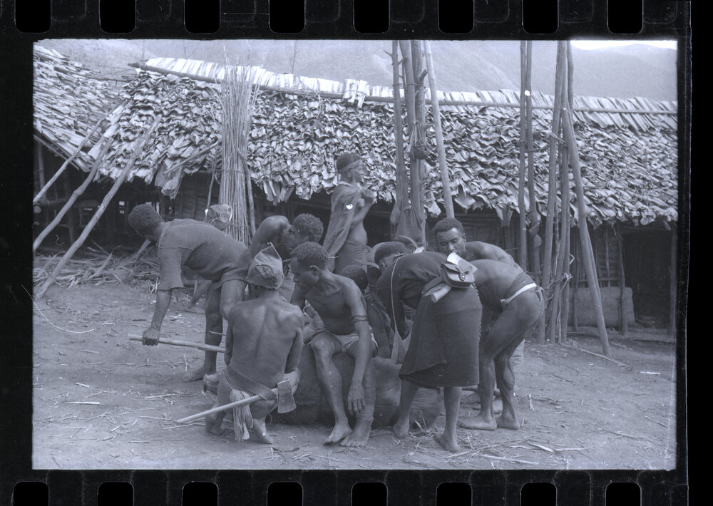 Men Preparing Pigs for a Ceremony