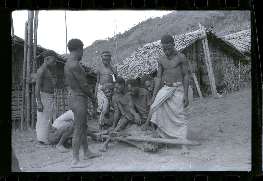 Men Preparing Pigs for a Ceremony
