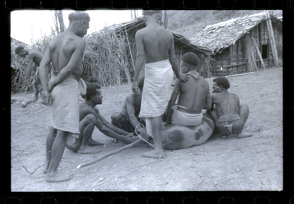 Men Preparing Pigs for a Ceremony