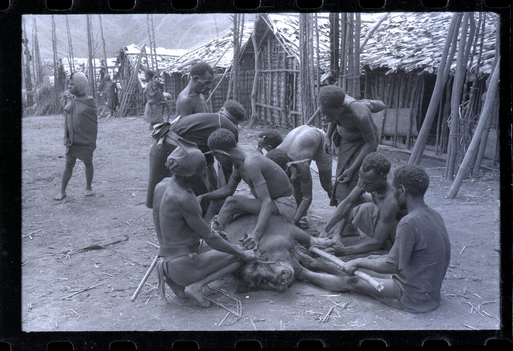 Men Preparing Pigs for a Ceremony