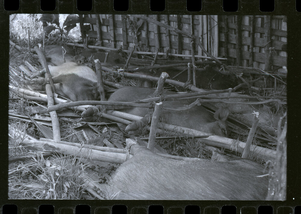 Preparing Pigs for a Ceremony