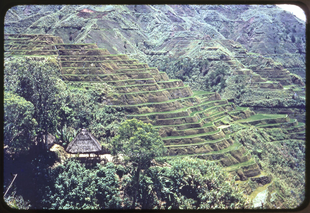 Rice Terraces