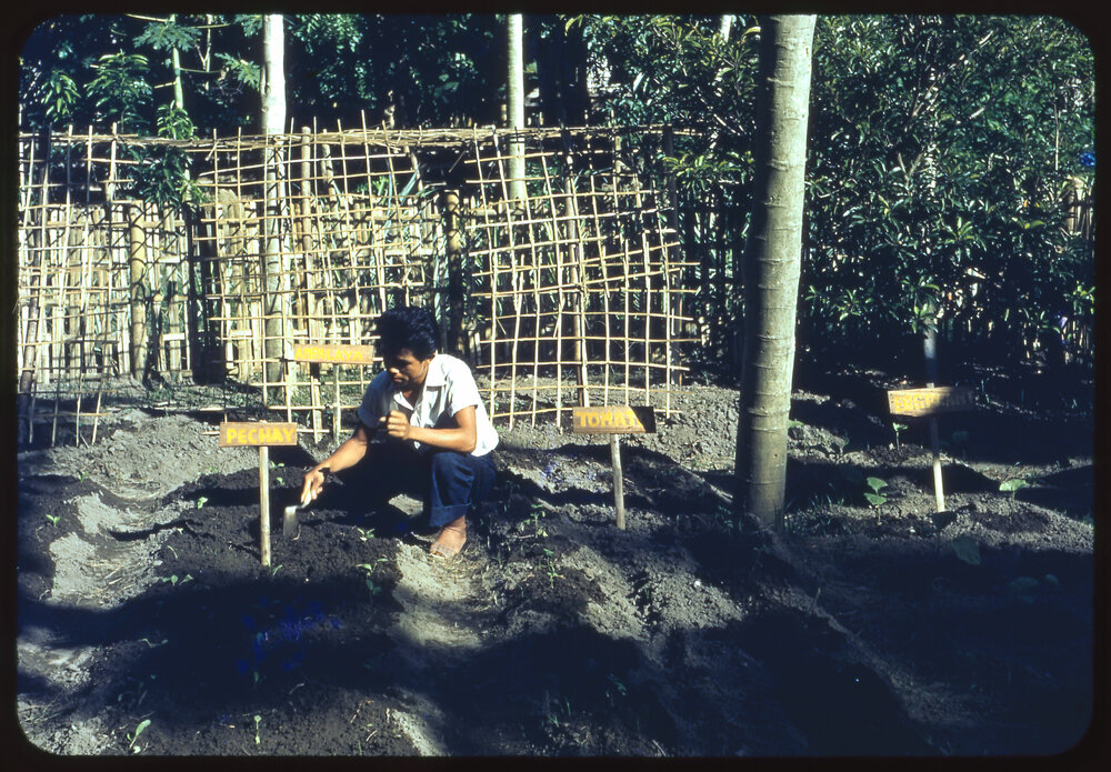 Person in a Vegetable Garden