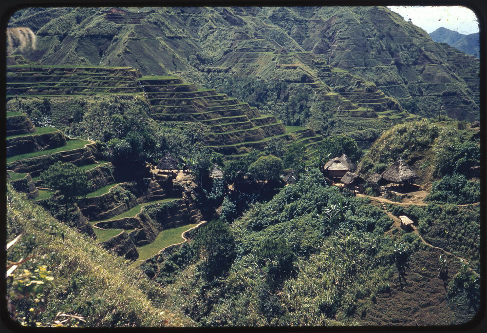 Rice Terraces