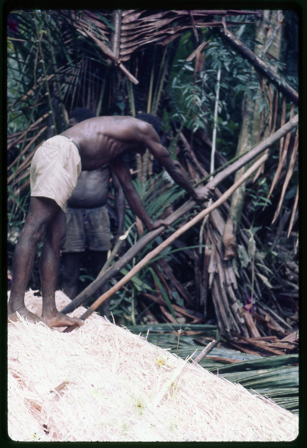 Man Standing on Felled Tree