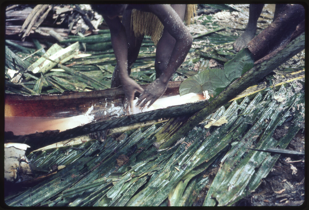 Processing Sago Starch