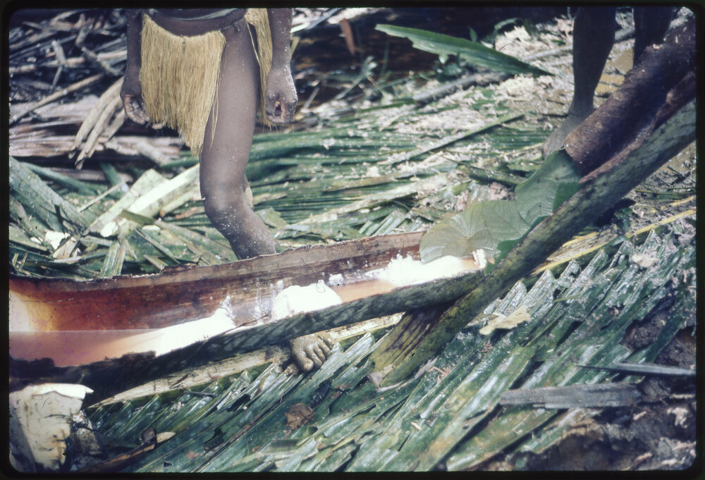 Processing Sago Starch