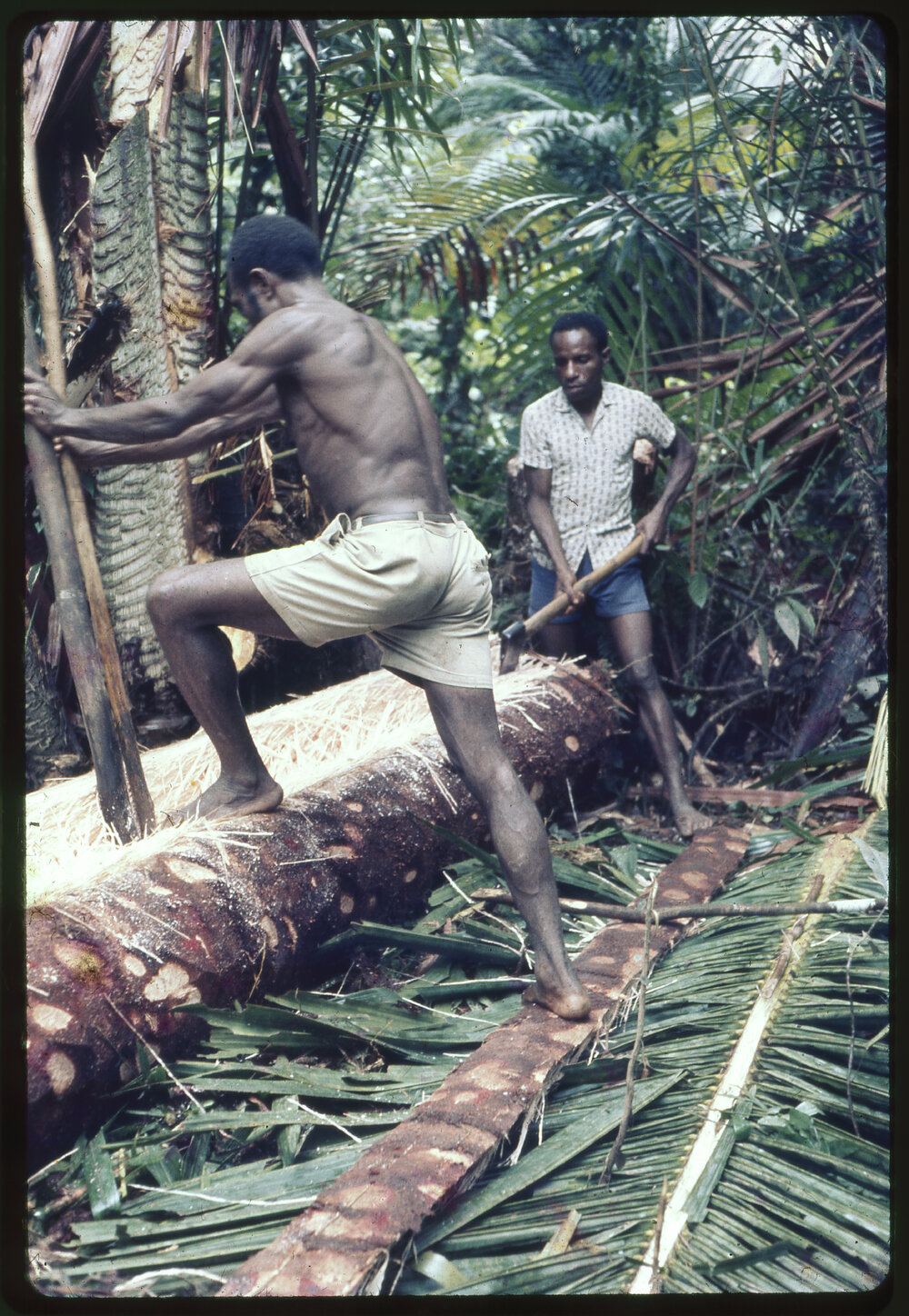 Men Cutting Felled Tree