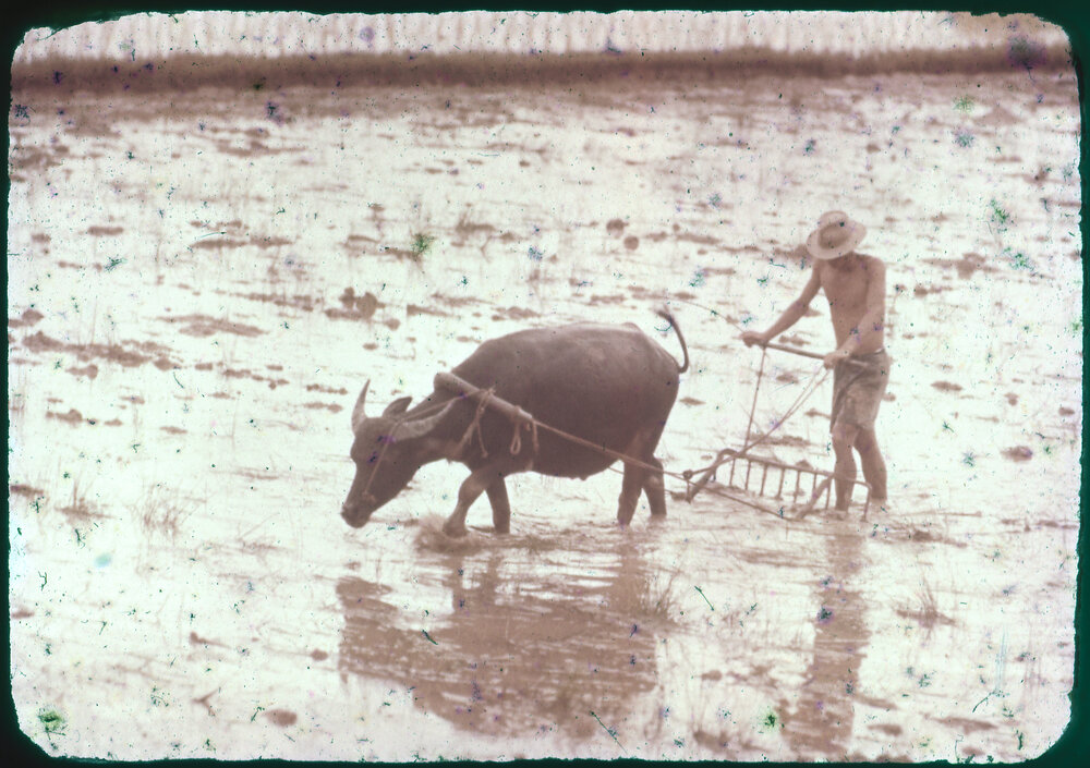 Farmer Ploughing Field with Water Buffalo