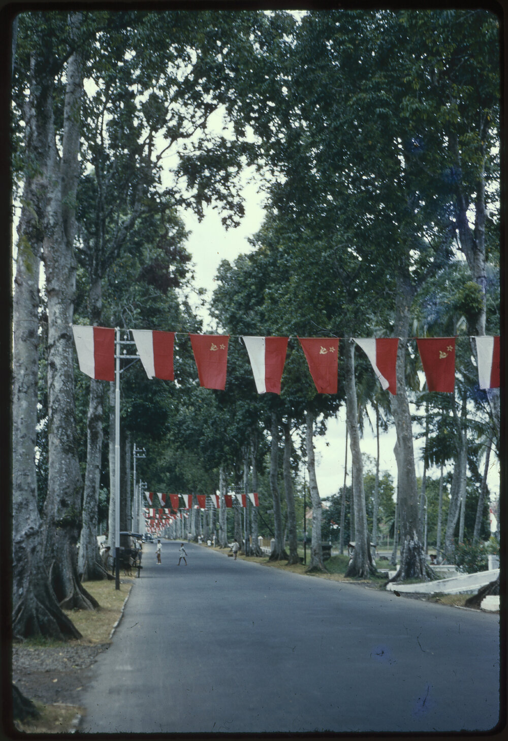 Tree-Lined Street with Flags