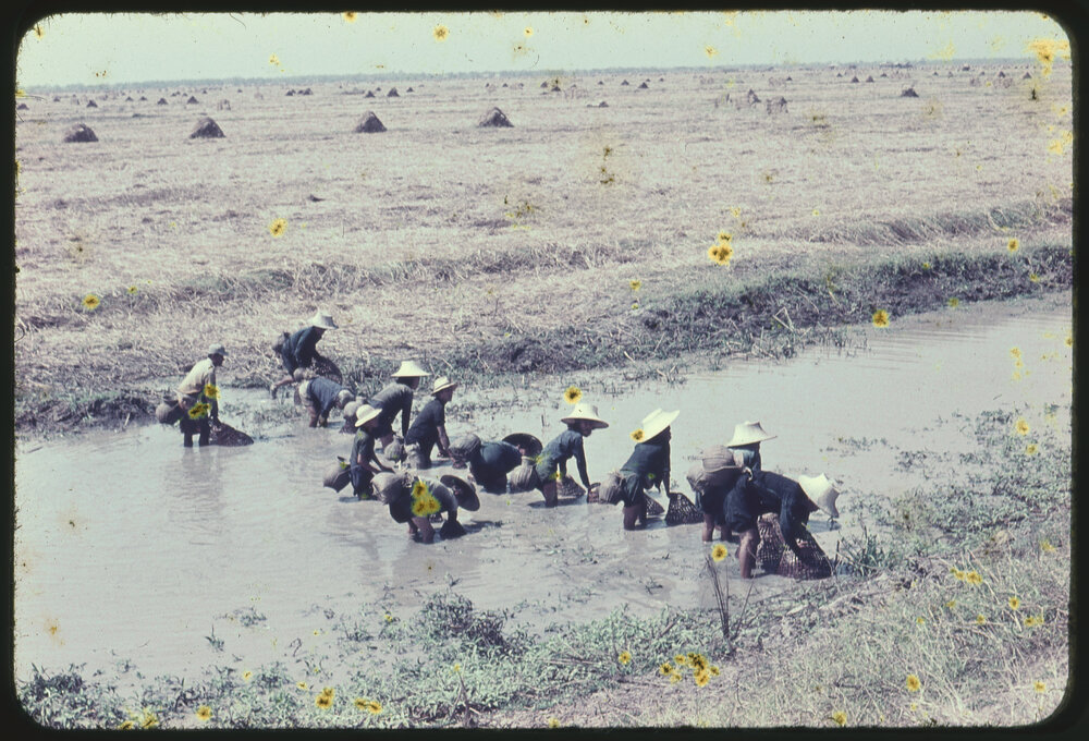 Fishing in Irrigation Canal, Thailand